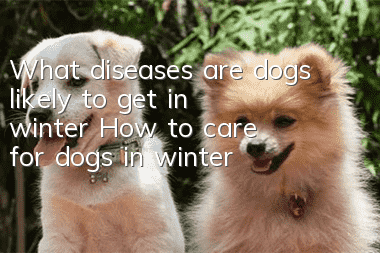 What diseases are dogs likely to get in winter? How to care for dogs in winter