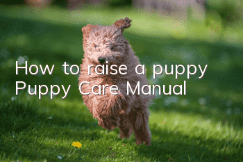 How to raise a puppy Puppy Care Manual