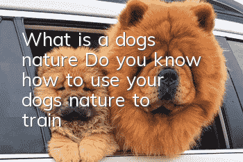 What is a dog’s nature? Do you know how to use your dog’s nature to train?