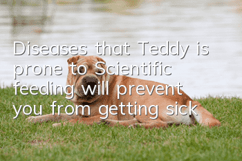 Diseases that Teddy is prone to: Scientific feeding will prevent you from getting sick