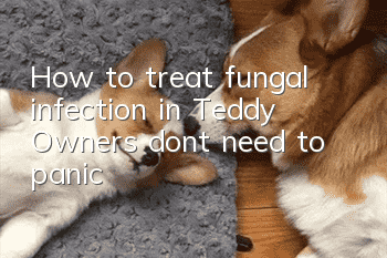 How to treat fungal infection in Teddy? Owners don’t need to panic