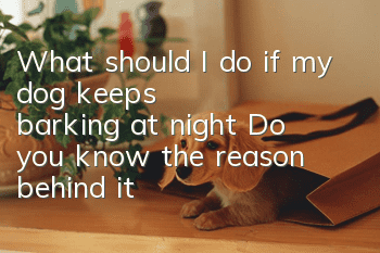 What should I do if my dog keeps barking at night? Do you know the reason behind it?