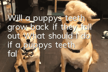 Will a puppy’s teeth grow back if they fall out? What should I do if a puppy’s teeth fall out?