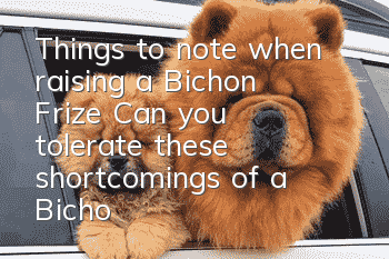 Things to note when raising a Bichon Frize: Can you tolerate these shortcomings of a Bichon Frize?
