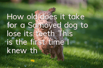 How old does it take for a Samoyed dog to lose its teeth? This is the first time I knew that a Samoyed dog also loses its teeth!
