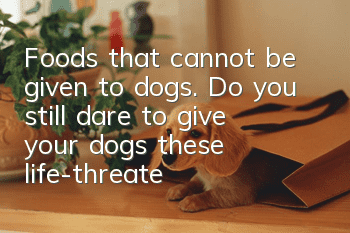 Foods that cannot be given to dogs. Do you still dare to give your dogs these life-threatening foods?