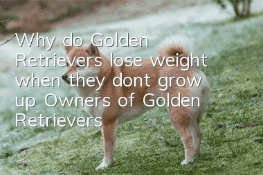Why do Golden Retrievers lose weight when they don’t grow up? Owners of Golden Retrievers need to pay attention to whether their Golden Retrievers will grow up.