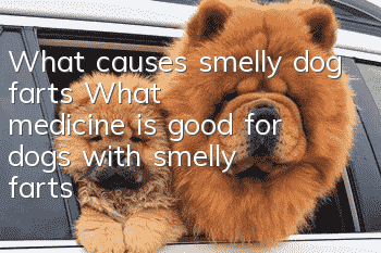 What causes smelly dog farts? What medicine is good for dogs with smelly farts?