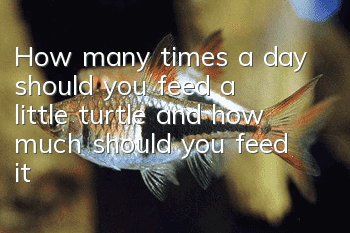 How many times a day should you feed a little turtle, and how much should you feed it?