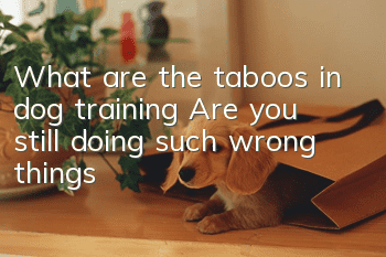 What are the taboos in dog training? Are you still doing such wrong things?