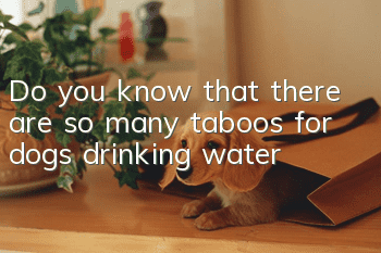 Do you know that there are so many taboos for dogs drinking water?