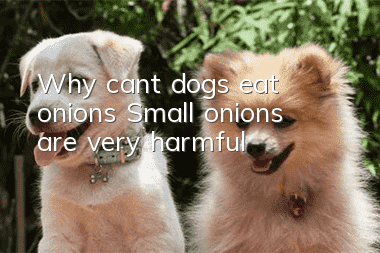 Why can’t dogs eat onions? Small onions are very harmful