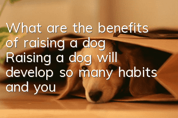 What are the benefits of raising a dog? Raising a dog will develop so many habits and you won’t stick to them!