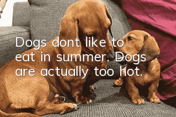 Dogs don’t like to eat in summer. Dogs are actually too hot.