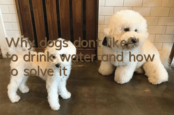 Why dogs don’t like to drink water and how to solve it