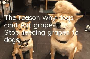 The reason why dogs can’t eat grapes. Stop feeding grapes to dogs.