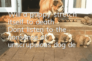 Will a puppy stretch itself to death? Don’t listen to the nonsense of unscrupulous dog dealers!