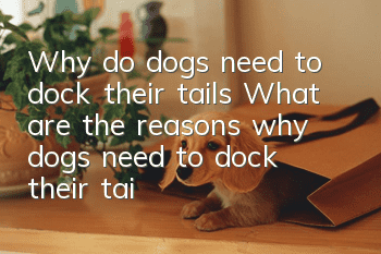 Why do dogs need to dock their tails? What are the reasons why dogs need to dock their tails?