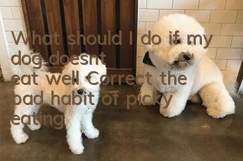 What should I do if my dog doesn’t eat well? Correct the bad habit of picky eating