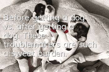 Before getting a dog vs. after getting a dog. These troublemakers are such a sweet burden.