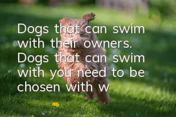 Dogs that can swim with their owners. Dogs that can swim with you need to be chosen with wide eyes.