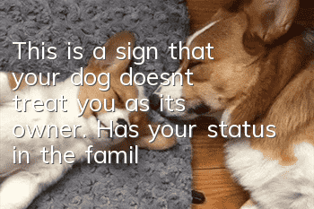 This is a sign that your dog doesn’t treat you as its owner. Has your status in the family been challenged?