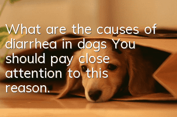 What are the causes of diarrhea in dogs? You should pay close attention to this reason.