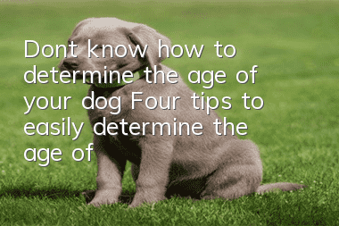 Don’t know how to determine the age of your dog? Four tips to easily determine the age of your dog