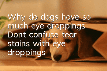 Why do dogs have so much eye droppings? Don’t confuse tear stains with eye droppings