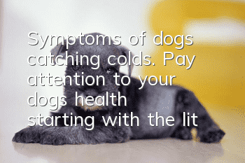 Symptoms of dogs catching colds. Pay attention to your dog’s health starting with the little things