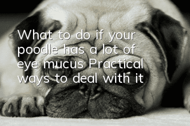 What to do if your poodle has a lot of eye mucus? Practical ways to deal with it