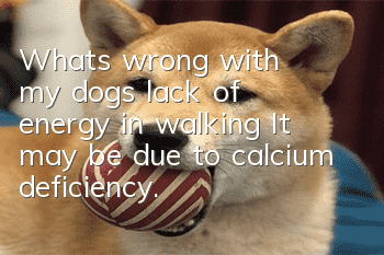 What's wrong with my dog's lack of energy in walking? It may be due to calcium deficiency.