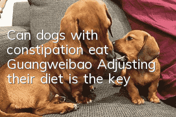 Can dogs with constipation eat Guangweibao? Adjusting their diet is the key