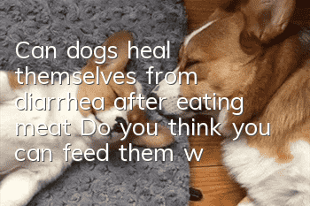 Can dogs heal themselves from diarrhea after eating meat? Do you think you can feed them whatever you want as long as it’s meat?