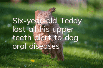 Six-year-old Teddy lost all his upper teeth, alert to dog oral diseases