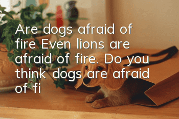 Are dogs afraid of fire? Even lions are afraid of fire. Do you think dogs are afraid of fire?