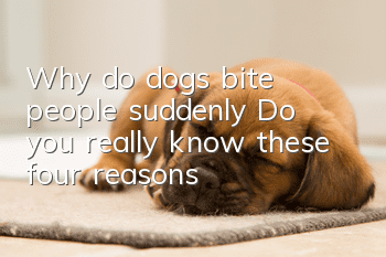 Why do dogs bite people suddenly? Do you really know these four reasons?