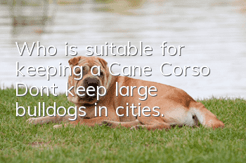 Who is suitable for keeping a Cane Corso? Don’t keep large bulldogs in cities.