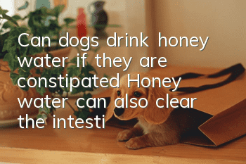 Can dogs drink honey water if they are constipated? Honey water can also clear the intestines