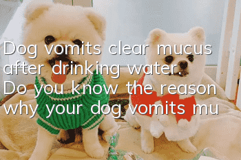 Dog vomits clear mucus after drinking water. Do you know the reason why your dog vomits mucus after drinking water?