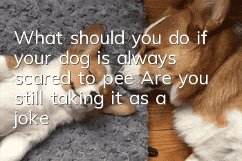 What should you do if your dog is always scared to pee? Are you still taking it as a joke when your dog is scared to pee?
