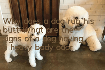 Why does a dog rub his butt? What are the signs of a dog having a heavy body odor?