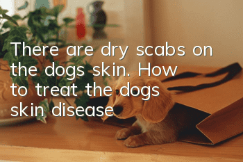 There are dry scabs on the dog’s skin. How to treat the dog’s skin disease?