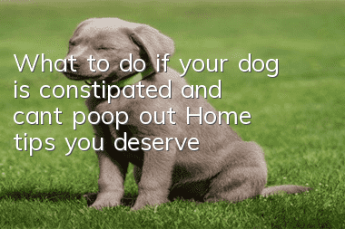 What to do if your dog is constipated and can’t poop out? Home tips you deserve