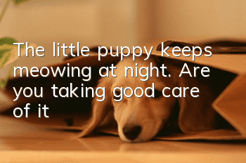 The little puppy keeps meowing at night. Are you taking good care of it?