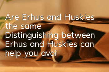 Are Erhus and Huskies the same? Distinguishing between Erhus and Huskies can help you avoid the trouble of breaking up your home!