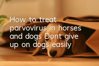 How to treat parvovirus in horses and dogs? Don’t give up on dogs easily!