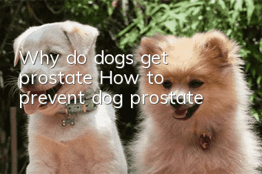 Why do dogs get prostate? How to prevent dog prostate