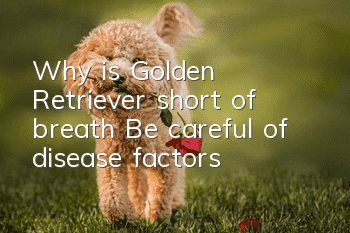 Why is Golden Retriever short of breath? Be careful of disease factors