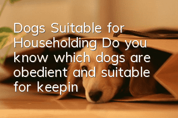 Dogs Suitable for Householding Do you know which dogs are obedient and suitable for keeping at home?